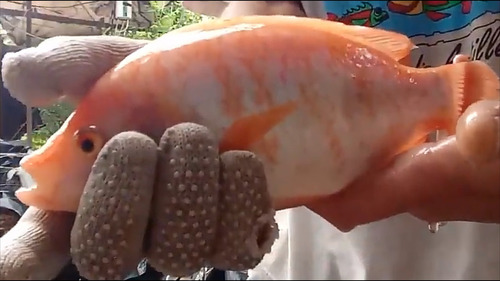 Imagen 2 de 8 de 25 Alevines De Tilapia Roja