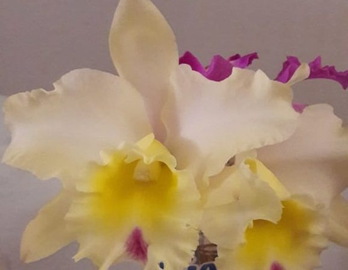 Orquídeas Cattelyas, Plantas Jóvenes.