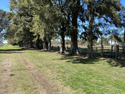 Chacra 5 Has, Colonia