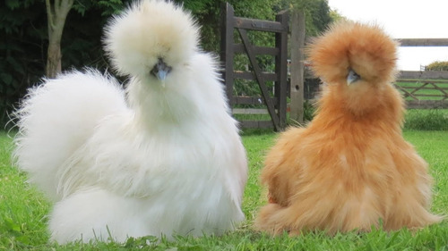 Ovos Galados Ferteis Galinha Sedosa Do Japão ( 5 Und )