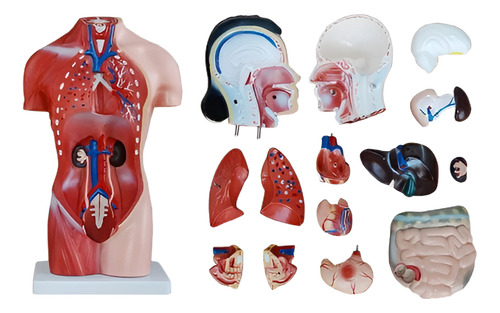 Modelo Anatómico Torso Femenino En 13 Partes Medida 42 Cm