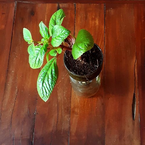 Plectranthus Ciliatus Little Plant 15 The Little Yisus