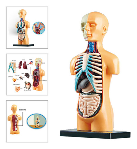 1 Pieza Modelo De Torso De Cuerpo Humano De Ciencia 3d Kt De
