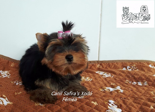 Yorkshire Filhotes Com Pedigree Cbkc. Fêmea.