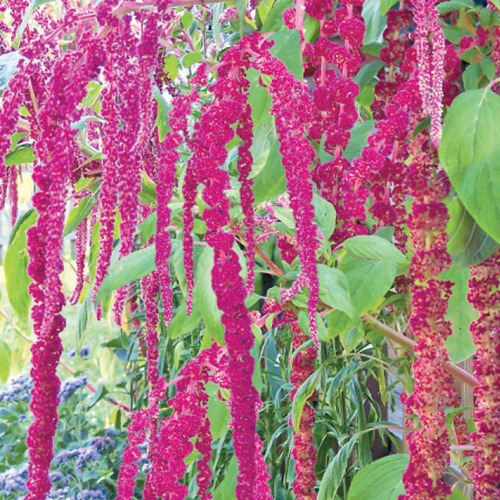 Imagem 2 de 8 de Combo Sementes Amaranto Hopi Red Dye + Love Lies Bleeding