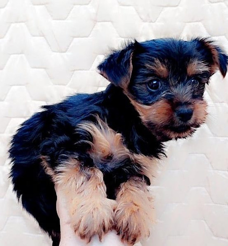 Hermoso Cachorro Yorky Terrier Puro 550 Yorkshire Terrier 