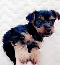 Comprar Hermoso Cachorro Yorky Terrier Puro 550 Yorkshire Terrier 