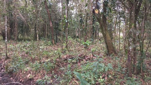 Sítio No Litoral Com 288000 M², Em Itanhaém/sp 4905-pc