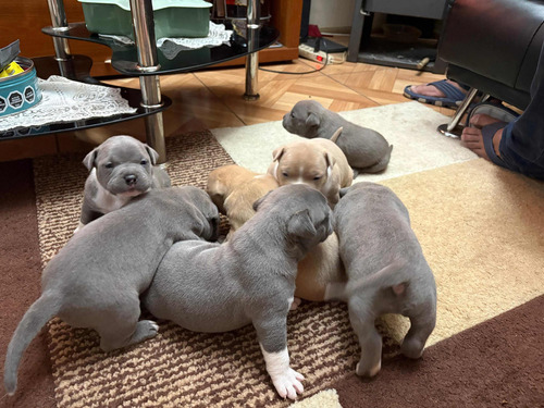 Cachorros American Bully