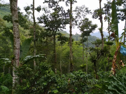 Venta De Finca Agropecuaria En La Martinica, Ibagué