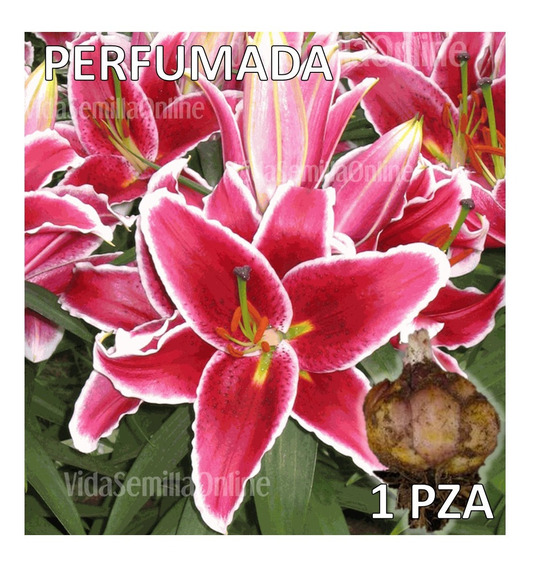 Bulbos De Flores De Lilis | MercadoLibre 📦