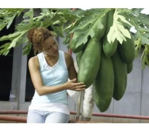 400 Semillas De Papaya Enana Gigante