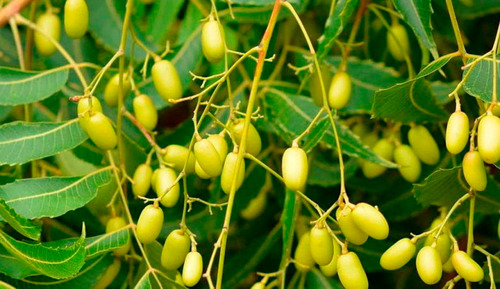 Árbol De Neem (azadirachta Indica) Más Semillas