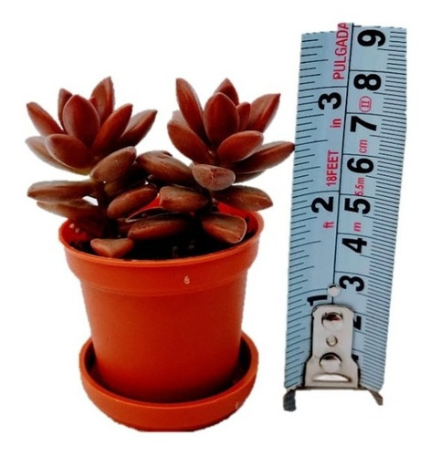 Suculentas Mix 80 Pzas 2 Pulg. Envio Dhl