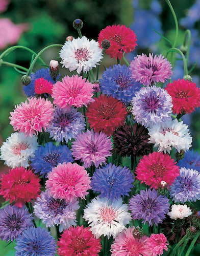 50 Sementes De Centaurea Mix Multicolorida Polka Dots Flor