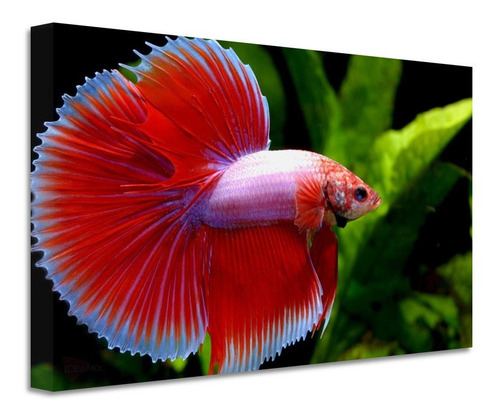 Cuadro Pescado Betta Canvas Grueso Cpb8 90x60