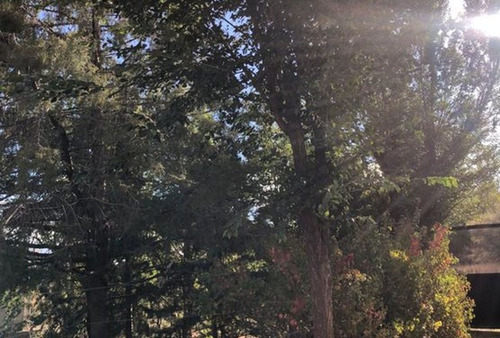 Lote De 1300 Mts2 Forestado Con Dos Departamentos