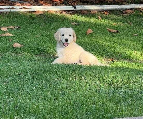 Cachorros Golden Retriever