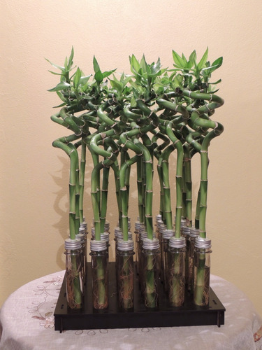 Imagen 5 de 9 de Lucky Bamboo Bambu De La Suerte Espiral 50 Cm Solo Vara X10