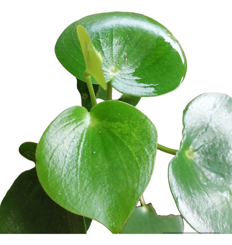 Planta Peperomia Polybotrya Ideal Para Interior