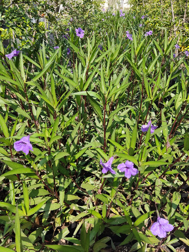 Planta Roellia Morada Caja Con 15 Pzas Gdl Y Pto Vallarta