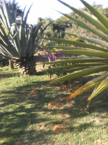 Imagem 19 de 24 de Sitio/chácara De Tangerina