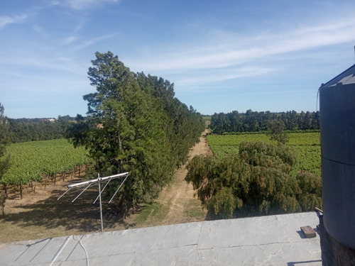 Imagen 5 de 14 de Excelente Chacra Con Viñedos Varias Cepas - Toledo Chico