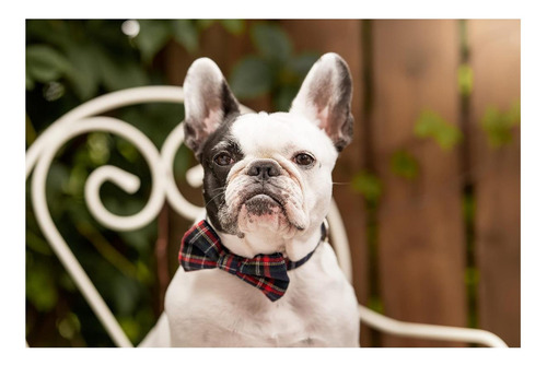 Collar De Perros De Tartán De Tartán Escocés Con Corbata De