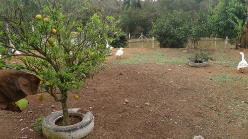 Chacara Paiolzinho C/lago Em 1700m2