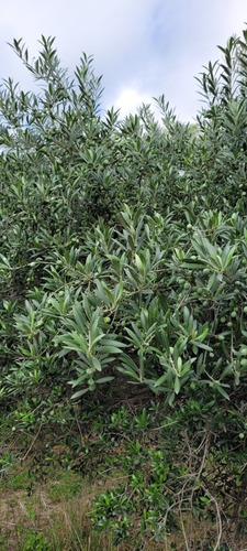 Imagen 18 de 27 de Oportunidad Hermoso Campo Productivo Las Tapias