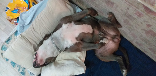 American Bully Blue (servicio Stud)