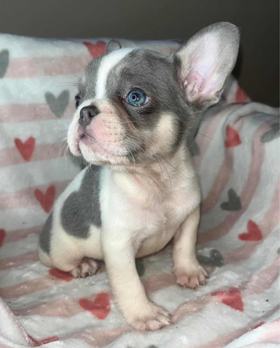 Hermosos Cachorros Bulldog Francés