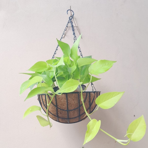 Vaso De Coco Suspenso Redondo Vertical Orquídea Ornamentais