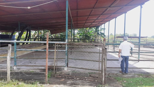 Imagen 5 de 9 de Se Vende Hato En San Agustin De La Pica Ve02-1225vlp-mche