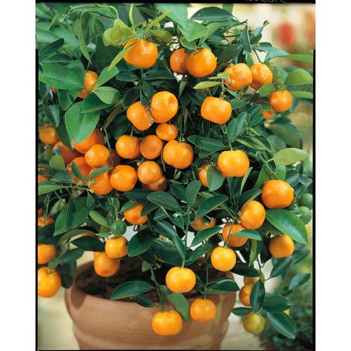 Naranja Enana Arbol Enano Produciendo Con Envio Gratis