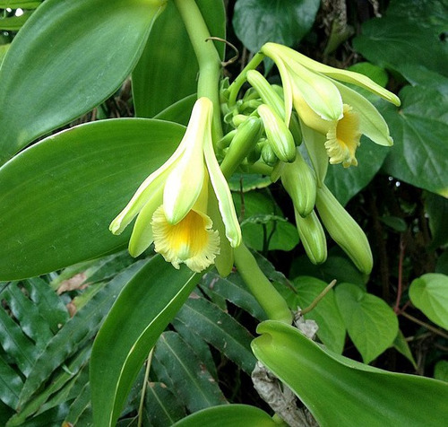 Planta De Vainilla Las Orquídeas Tropicales Del Ecuador