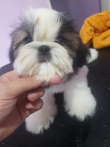 Shih Tzu Macho 