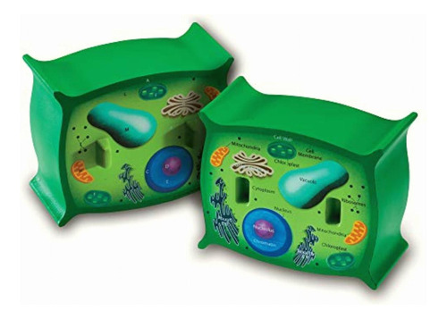 Cross-section Plant Cell Model