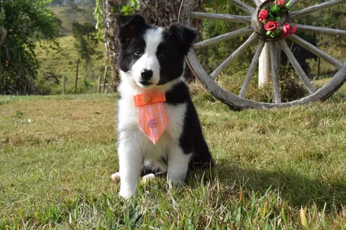 BORDER COLLIE-MG