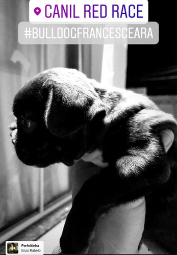 Bulldog Francês