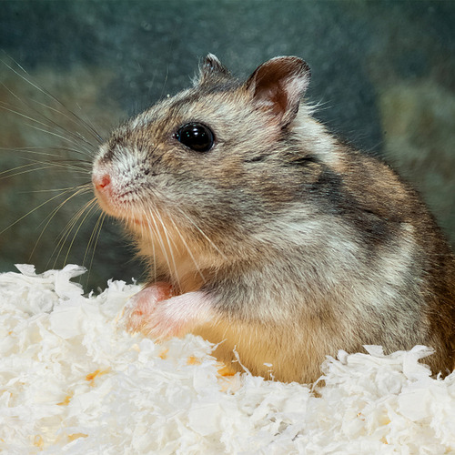 Colchão De Areia Para Animais De Estimação Paper Bedding Rab
