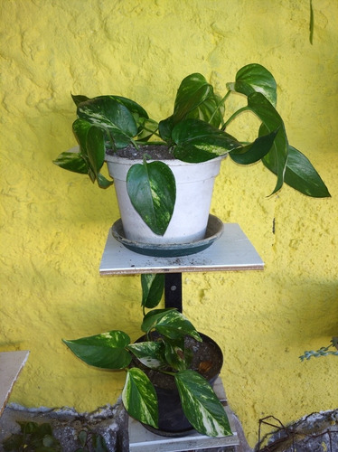Imagen 6 de 10 de Planta Potos Purificadora Del Aire