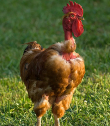Ovos Galinha Pescoço Pelado