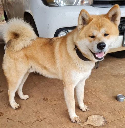 Perro Akita Inu