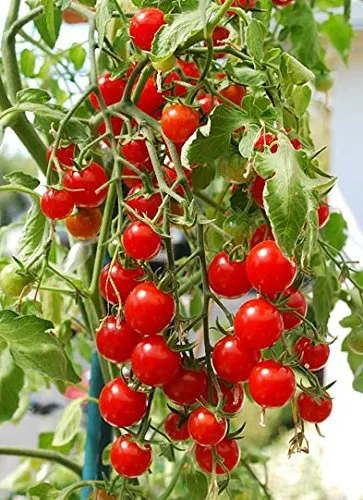 Más De 30 Semillas De Tomate Sweetie Cherry, También Cono.
