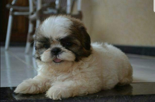 Filhotes De Shih Tzu