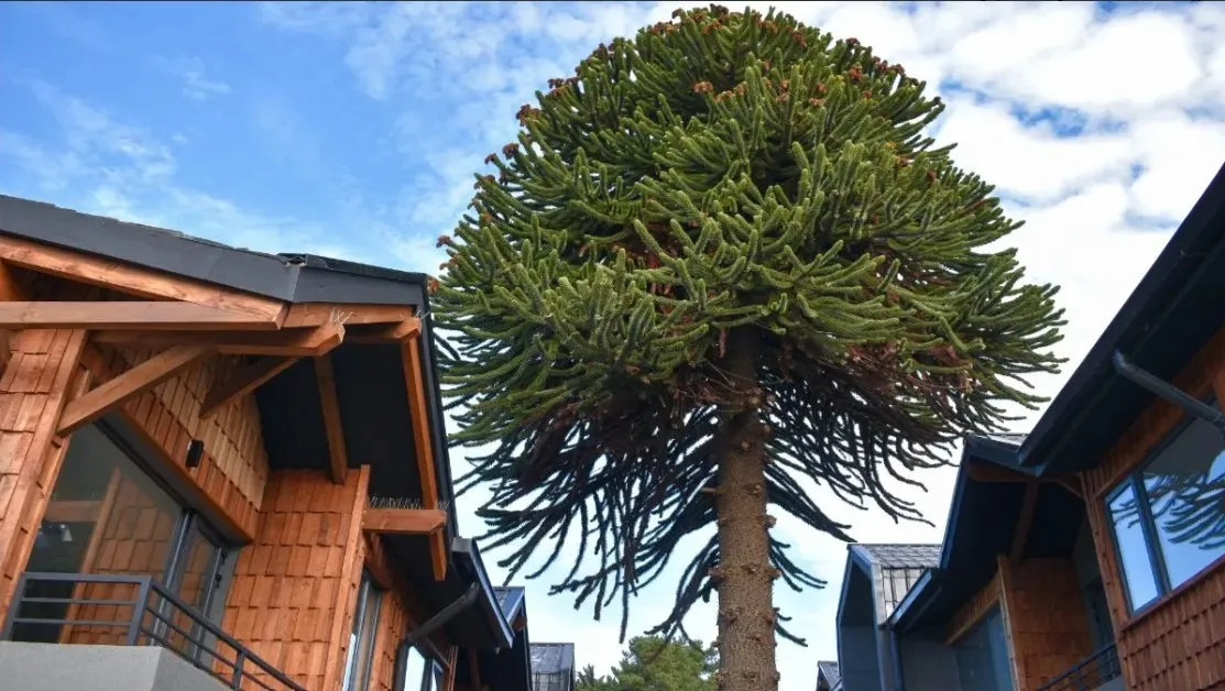 Imagen 2 de 12 de Departamento Nuevo 2d 2b Semi Amoblado | Puerto Varas