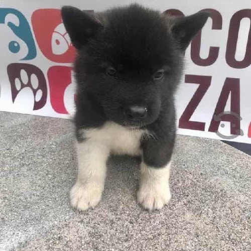 Imagen 4 de 4 de Cachorros Akita Americanos 100% Puros Y Vacunados.