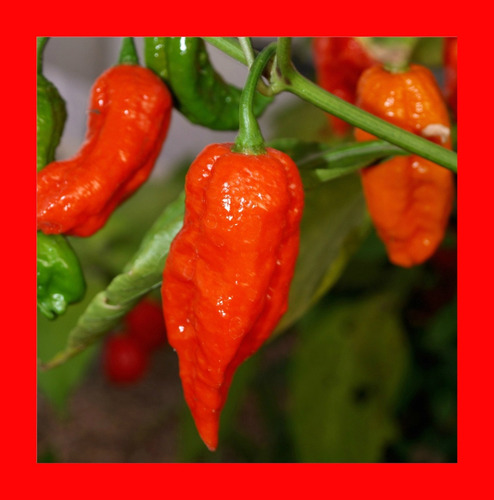 Bhut Jolokia Pimenta + Ardida Do Mundo - Sementes Orgânicas
