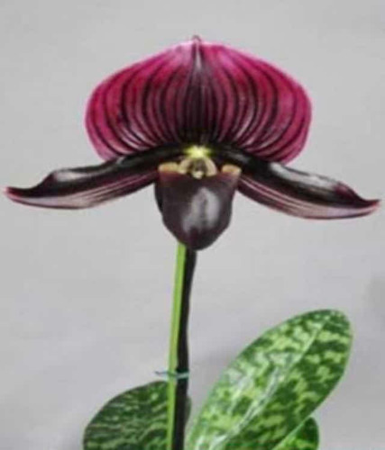 Imagen 8 de 10 de Orquídeas Paphiopedilums O Zapatitos